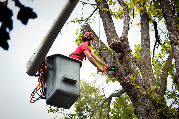 Best Tree Care Services  in Lexington, WA